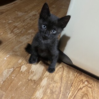 優しい里親様募集！