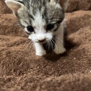 めっちゃ人懐っこく元気！