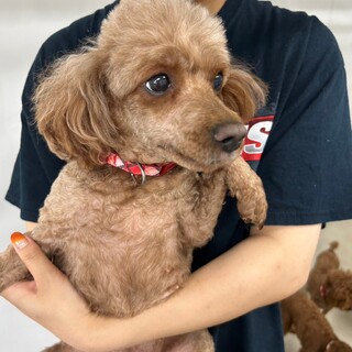 ジェイちゃん（６歳）　現在トライアル中