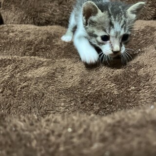 人懐っこく元気な子猫！
