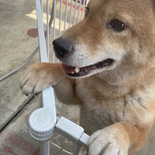 柴犬