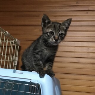 終生飼える方求む