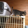 終生飼える方求む サムネイル3