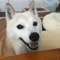おっとり物静かな柴『ハナミズキ』
