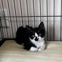 うた　里親募集中