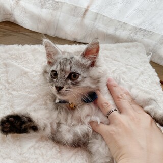 早期不妊手術済(耳カット有)長毛サバ白♂3/3