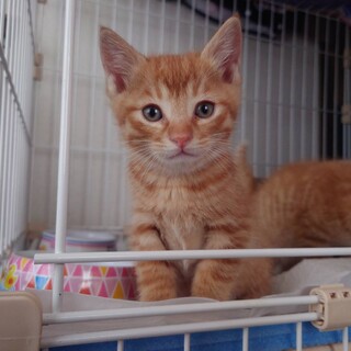 茶トラ雄・生後約2ヶ月・秋田市