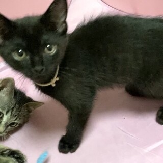 可愛いジョー君