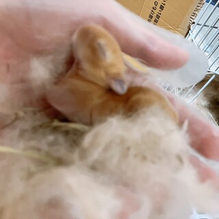 里親さんが決まりました！ありがとうございました!