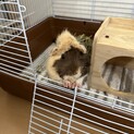 モルモット 2歳です