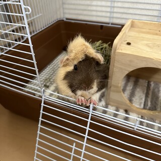 モルモット 2歳です