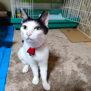 【モウ】白黒ハチワレのしっかり者おかあさん