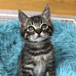 【トライアル決定】キジトラの男の子②2ヶ月