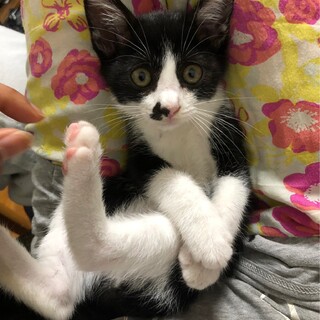 とてもかわいいハチワレ男の子『ジョー』くん