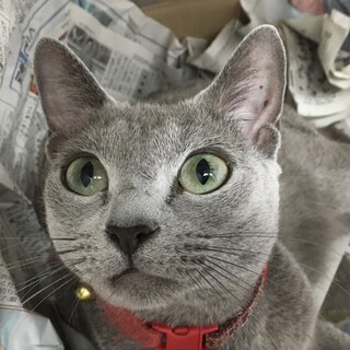 お迎え待ってます。ロシアン