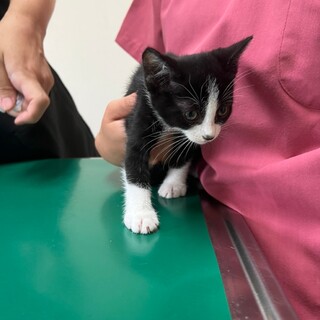 キュートなハチワレ姉妹★ララちゃん