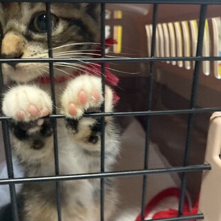 高齢餌やりさん宅に迷い込んだ子猫