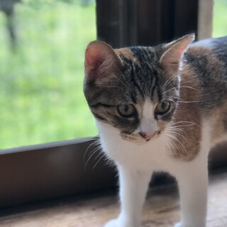 魚市場で保護された生後3ヶ月の女の子です