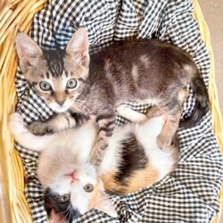 in春日井市☆続・何と子猫が５０匹～の超子猫大祭！☆2023年7月15日（土）～ ちーむ にゃいんず