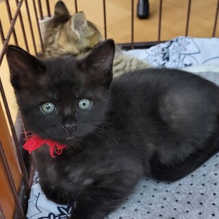 ミルクから育てました❤︎赤首輪ちゃん