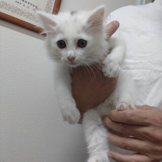 ふわふわ真っ白な美少年