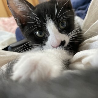 顎ポチが可愛い穏やかな性格の黒白ハチワレ女子