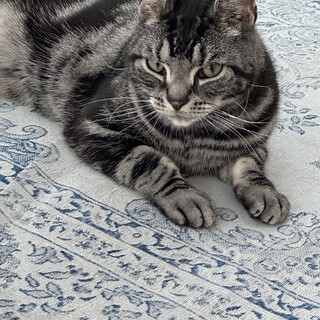 アメリカンショートヘアの5歳の男の子