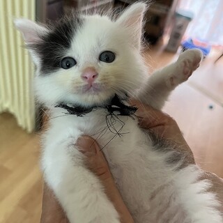 7/15(土)譲渡会に初参加します♡4兄弟！