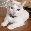 青い瞳の白グレー保護猫✨　人懐っこくて甘えん坊♡♡