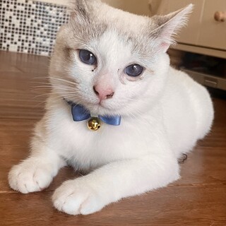 青い瞳の白グレー保護猫✨　人懐っこくて甘えん坊♡♡