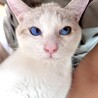 青い瞳の白グレー保護猫✨　人懐っこくて甘えん坊♡♡ サムネイル3