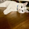 青い瞳の白グレー保護猫✨　人懐っこくて甘えん坊♡♡ サムネイル2