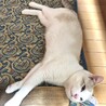 青い瞳の白グレー保護猫✨　人懐っこくて甘えん坊♡♡ サムネイル5