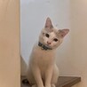 青い瞳の白グレー保護猫✨　人懐っこくて甘えん坊♡♡ サムネイル4