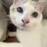 青い瞳の白グレー保護猫✨　人懐っこくて甘えん坊♡♡ サムネイル6