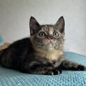 丸顔「さびねこ」キュートです家族募集