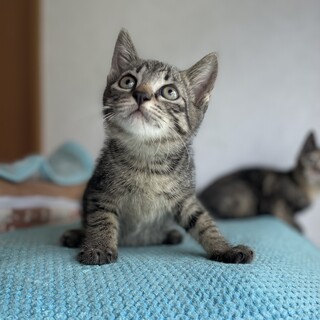 可愛い丸顔「きじとら」家族募集