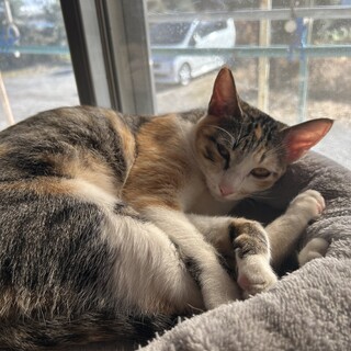 小さめな三毛猫ちゃん