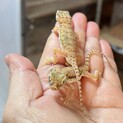 ペトリハリユビヤモリ４匹