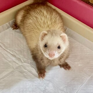フェレット里親募集