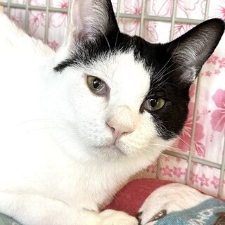 １歳だけどボスっぽい貫禄　おもち君