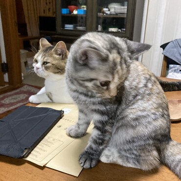 命名　のこ