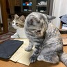 命名　のこ