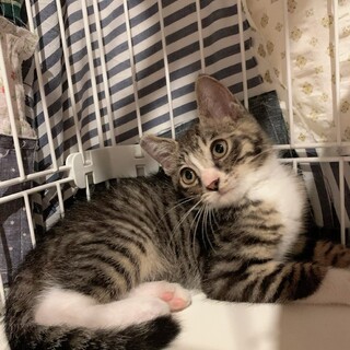 靴下を履いた猫♡サンバくん♡