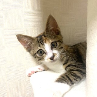 ちょっと垂れ目のかわいい三毛猫ちゃん2カ月❣️