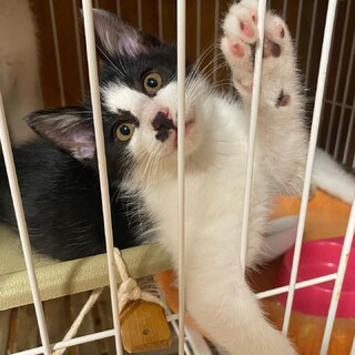動画必見！白黒ハチワレ、鼻の模様が可愛い子♡