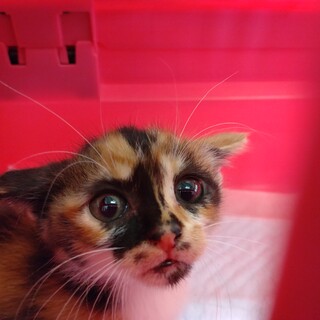 美形三毛ちゃん★なつこ★ちょっとシャイ