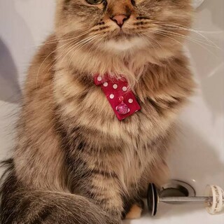 マンチカンの女の子　あんずちゃん