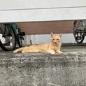 ヘルプ！緊急募集！