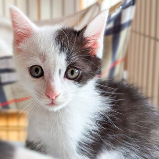 ゴマ粒斑点とまろ眉毛が特徴の白黒